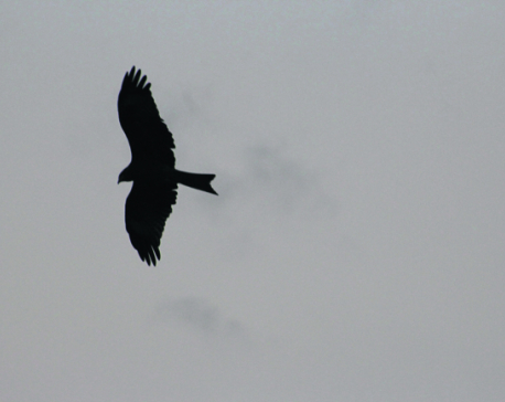 Bird census begins in Manohara area in Bhaktapur